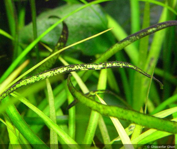 brush algae2.jpg