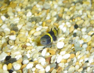 bumblebee_goby.jpg