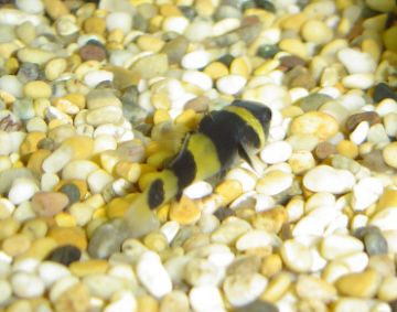 Bumblebee_goby4.jpg