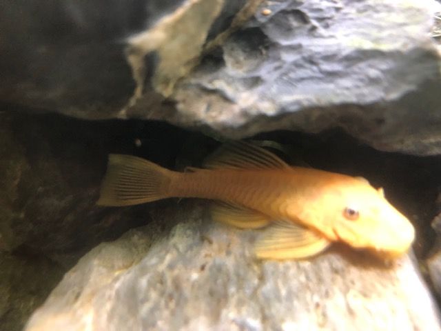 Bushynose Yellow Pleco.jpg