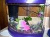 butterflybettas5gallont.jpg