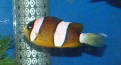 butterscotch__one_green_chromis.JPG