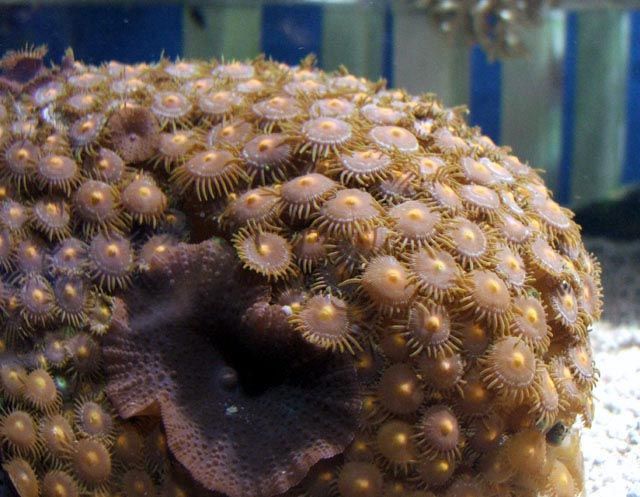 buttonpolyp.jpg