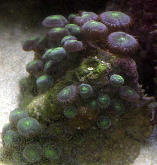 ButtonPolyp.jpg