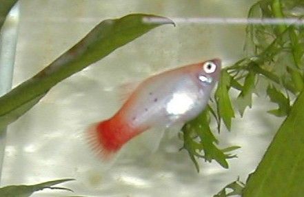 Calico_Platy.JPG