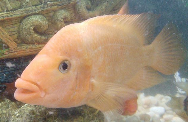 CaptureCichlid.JPG