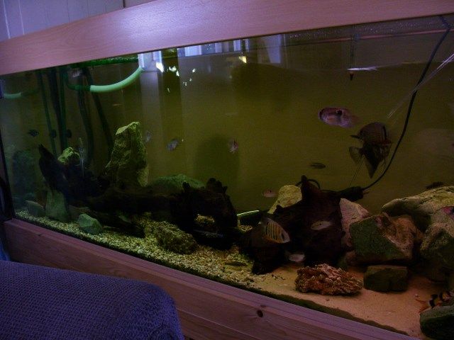 car_and_fish_tank_026.JPG