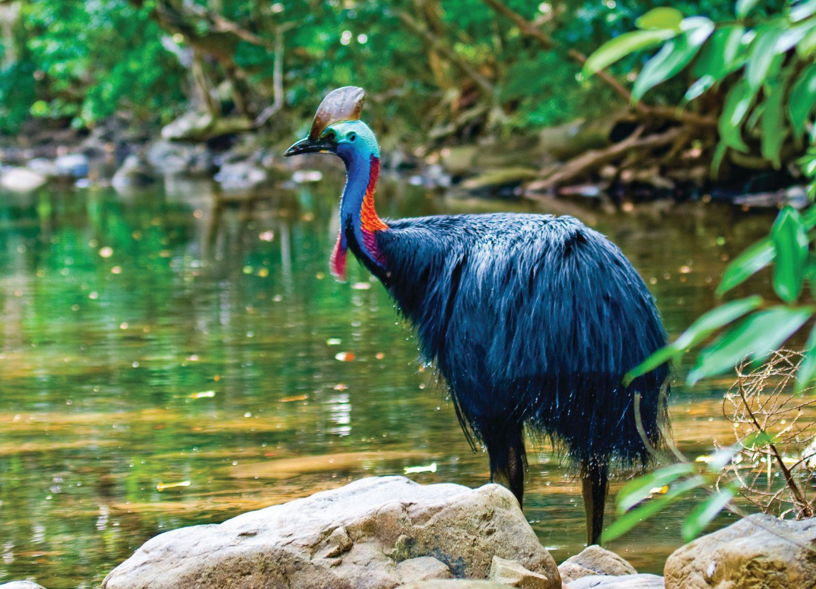 cassowary.jpg