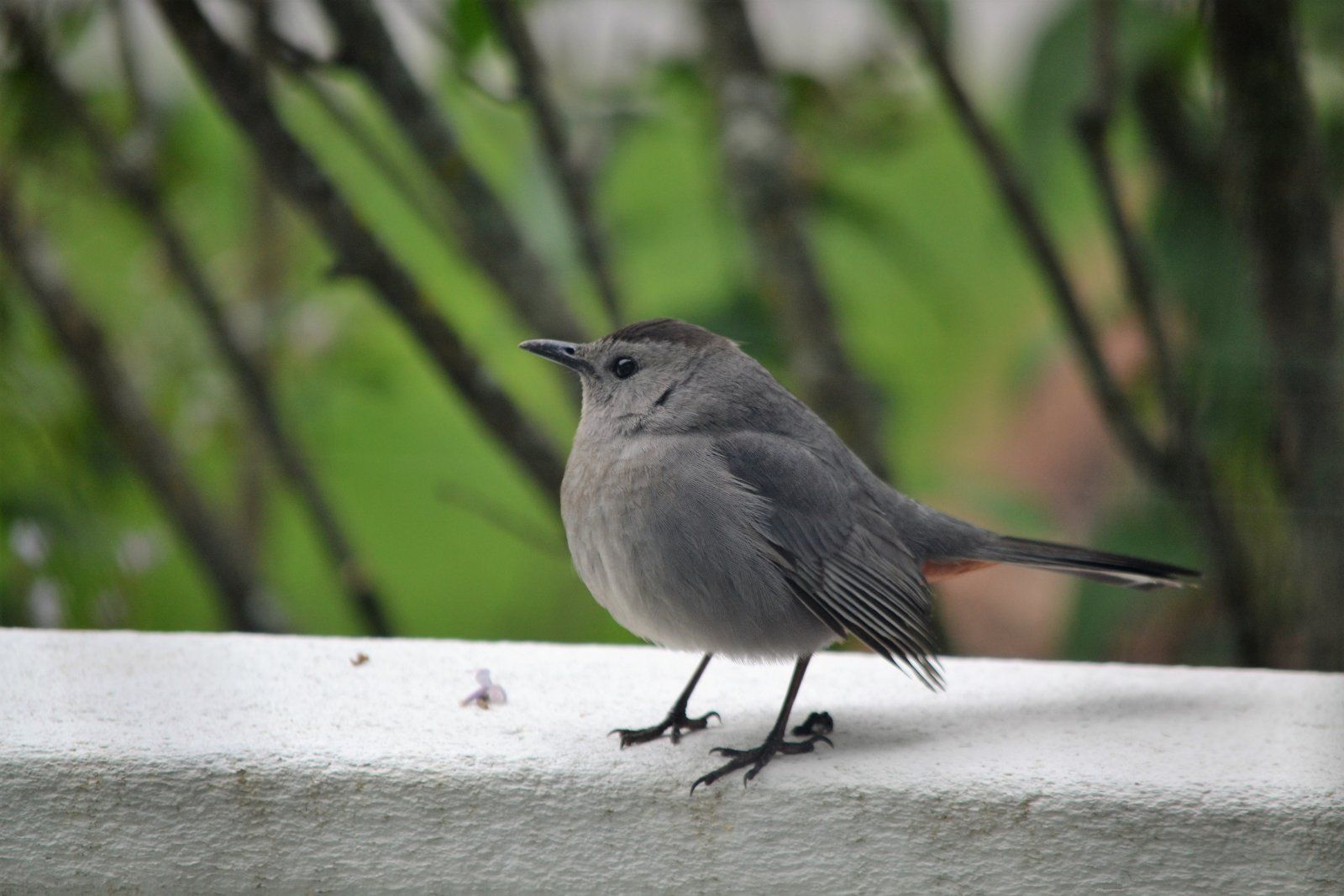 catbird9.JPG