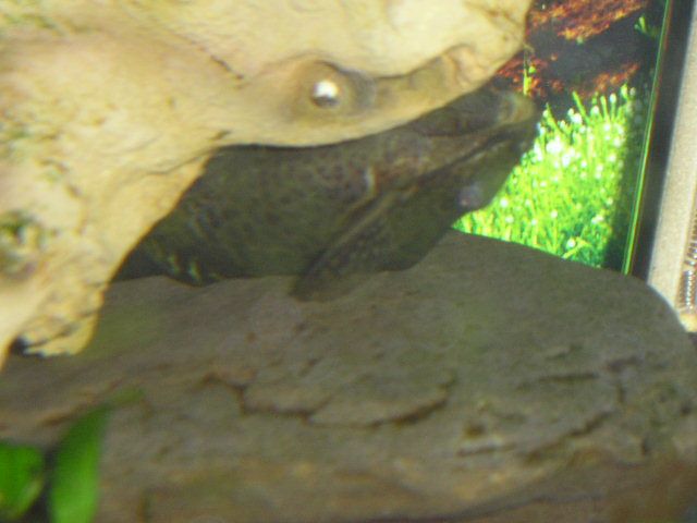 catfish_010.jpg