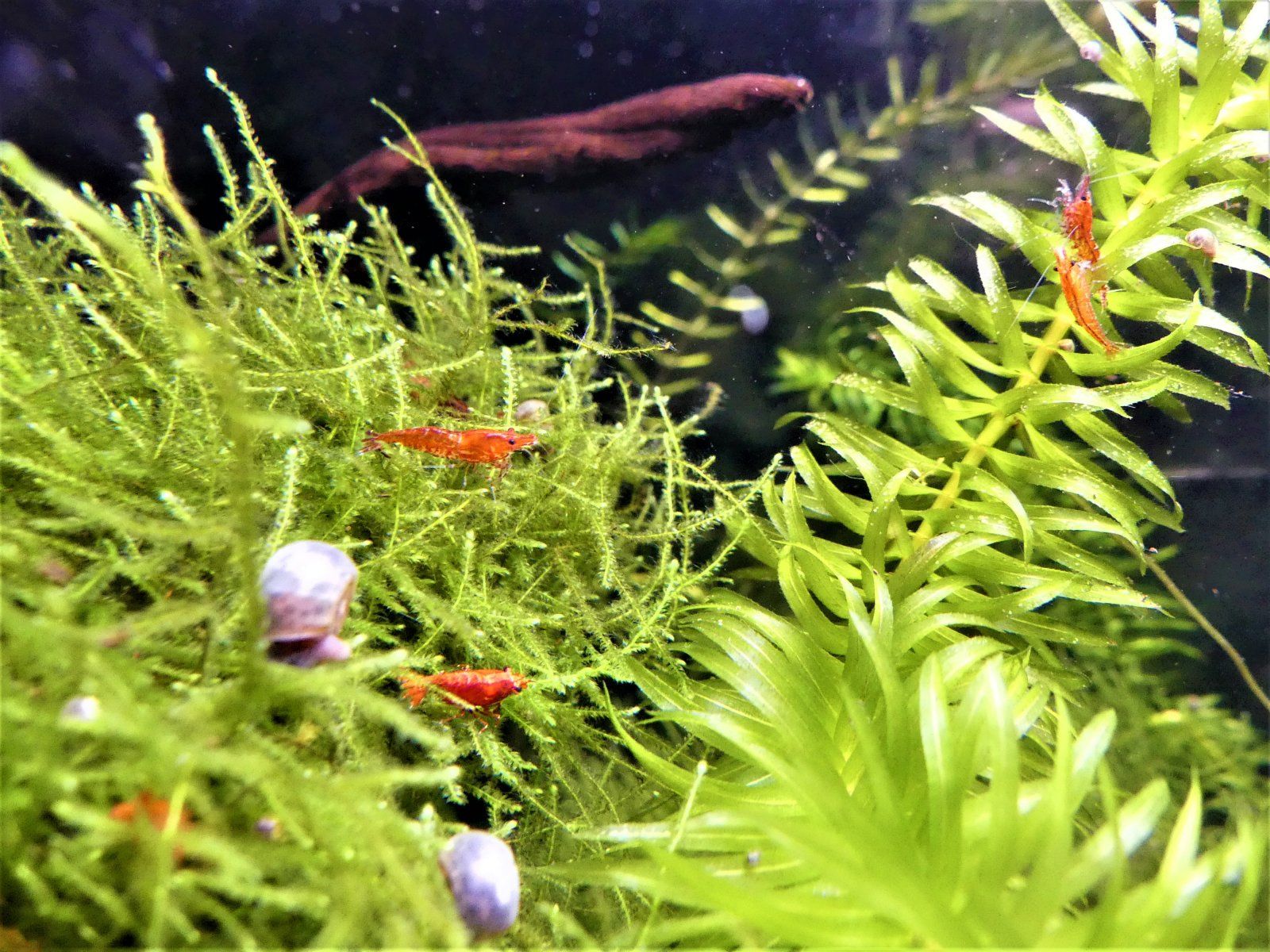 Cherry shrimp group o'.jpg