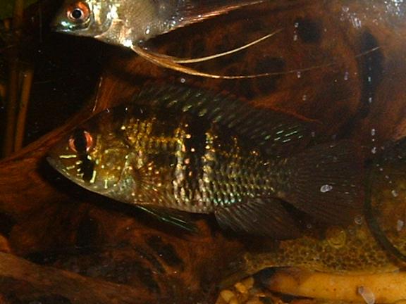 Cichlid1.JPG