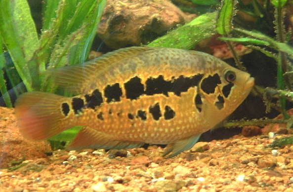 Cichlid_1.JPG