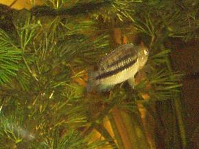 Cichlid_2_from_behind__9th_Sept.jpg