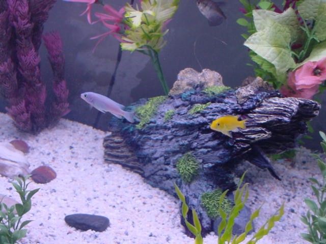 cichlids.jpg