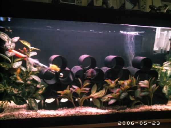 cichlids0001.jpg