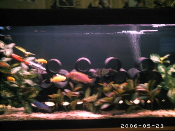 cichlids0004.jpg