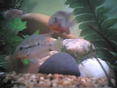 cichlids12.JPG