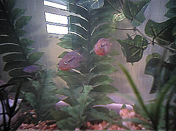 Cichlids8.JPG