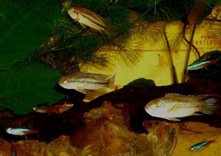 cichlids_with_pals2.JPG