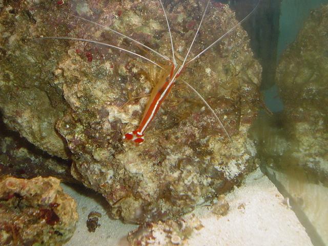 cleaner_shrimp.JPG