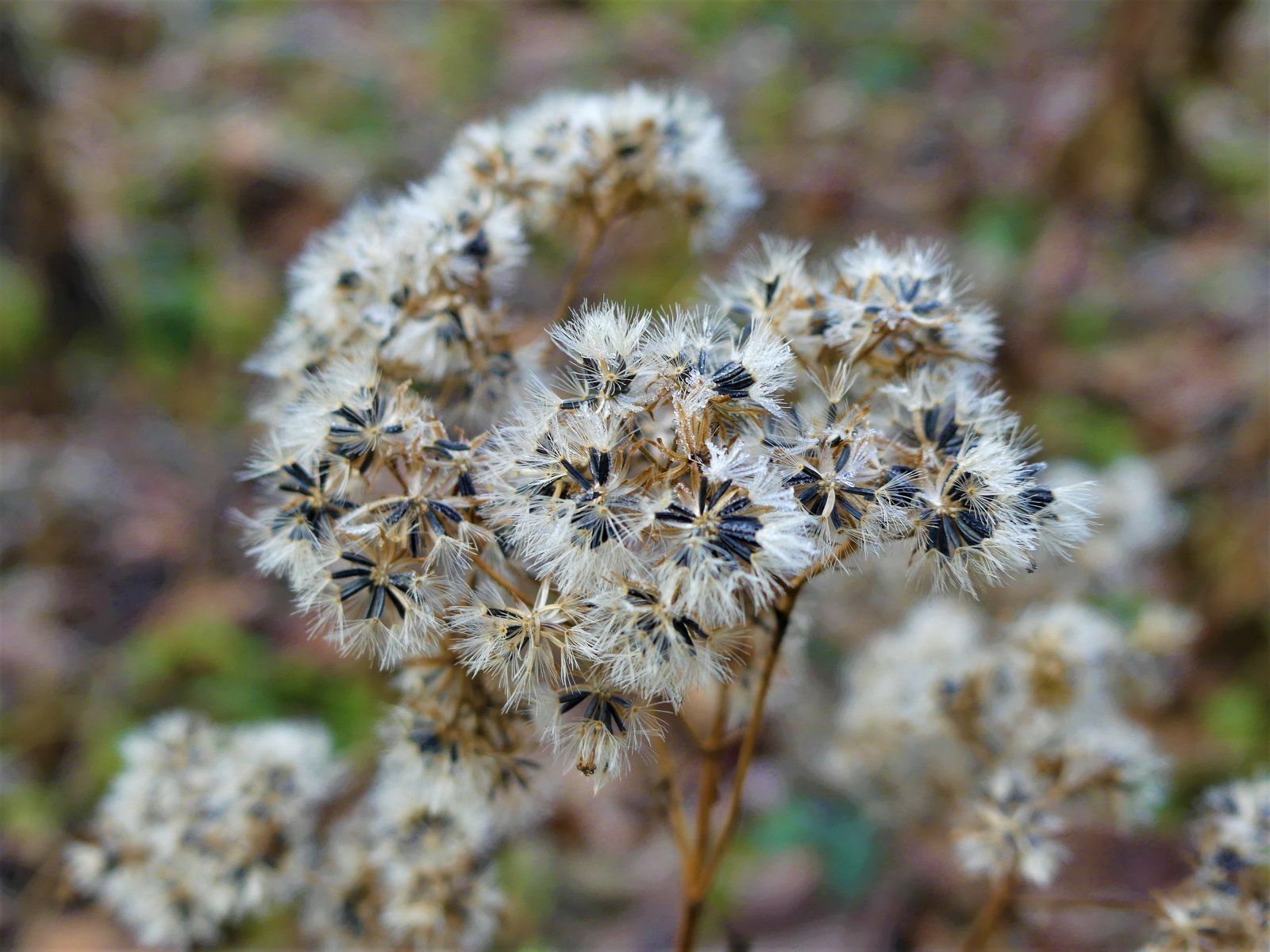 Close up dead flowers (2).JPG