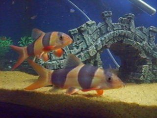 clown loach.jpg