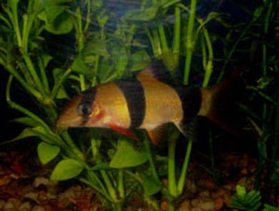 clown_loach.jpg