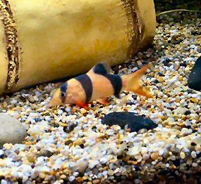 clown_loach.jpg