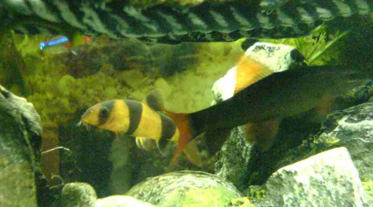 Clown_Loach.jpg