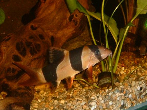 Clown_Loach2.JPG