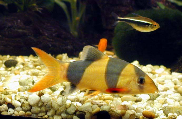 Clown_Loach_3a.jpg