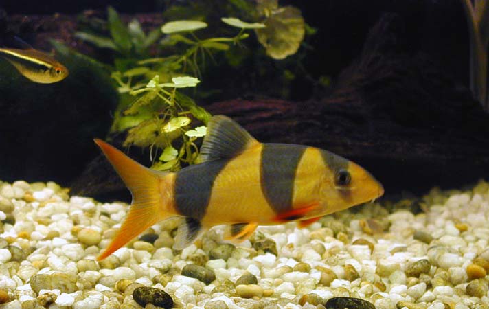 Clown_Loach_4a.jpg