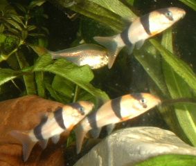 Clown_Loaches.JPG