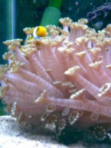 Clownfish3__227_x_303_.jpg