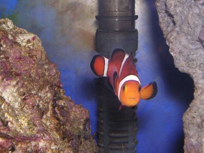 clownfish_alone.jpg