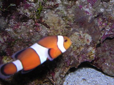 clownfish_hobbs.jpg