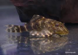 clownpleco.jpg