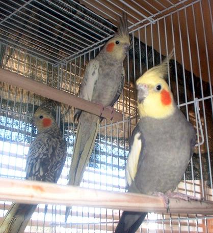 cockatiels.JPG