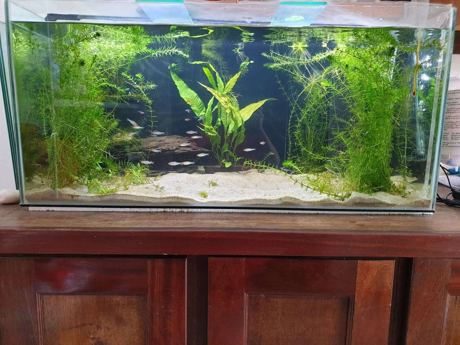 community tank without frogbit and light.JPEG