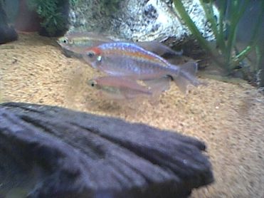 congo_tetras.jpg