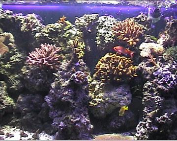 Copy_of_reef1_022.jpg