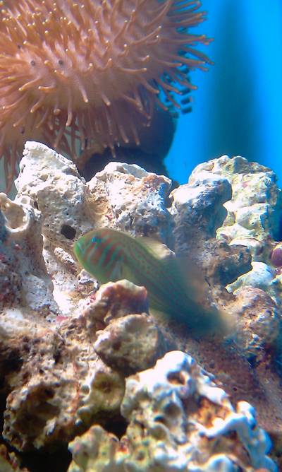 Coral Goby.JPG