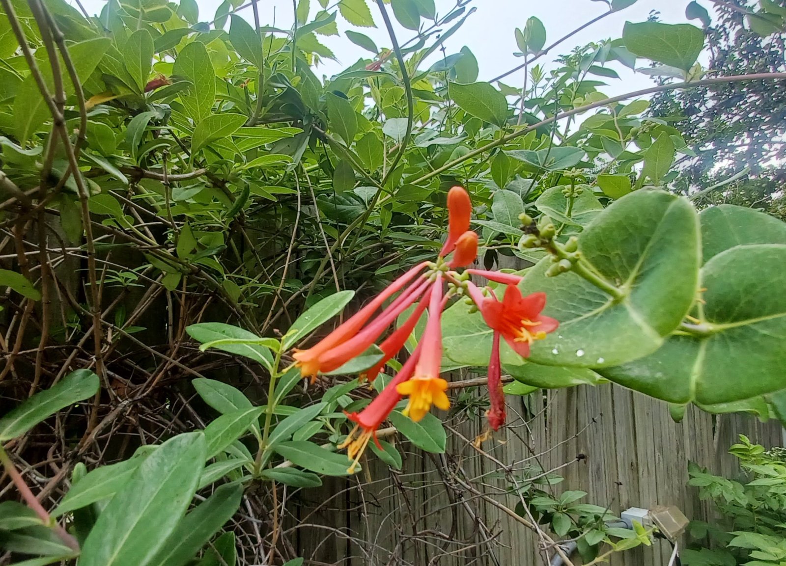 coral_honeysuckle_crop.jpg