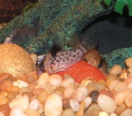 corydoranew.JPG