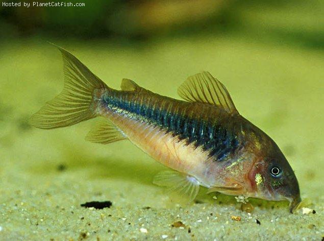 Corydoras aeneus.jpg