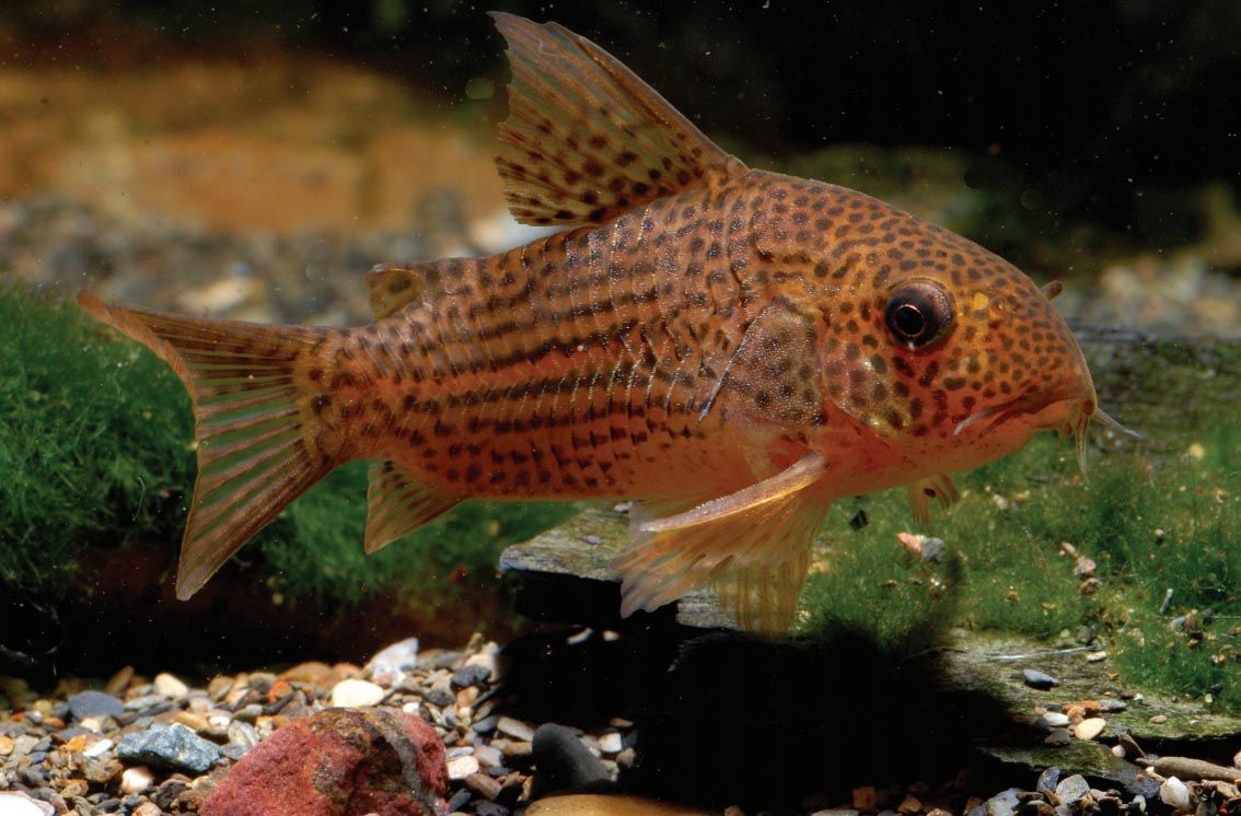 Corydoras eversi.jpg