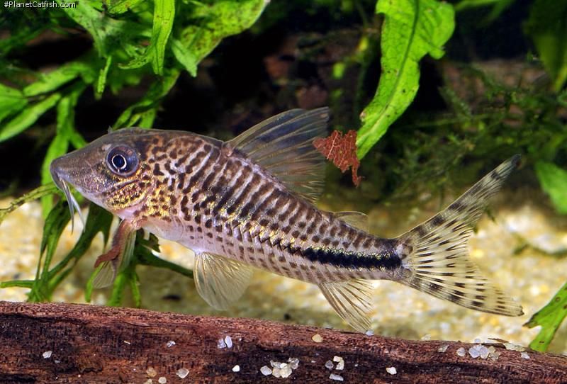 Corydoras fulleri 3.jpg