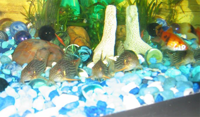 corydoras.jpg