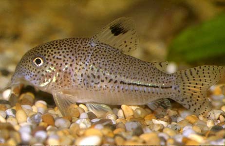 Corydoras julii 1.jpg